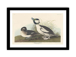 And Buffel-Headed Duck