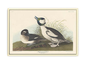 And Buffel-Headed Duck