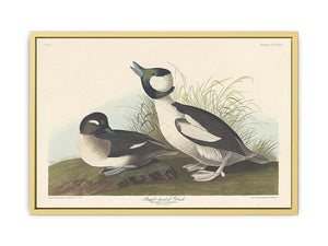 And Buffel-Headed Duck