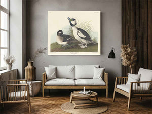 And Buffel-Headed Duck