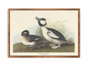 And Buffel-Headed Duck