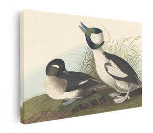 And Buffel-Headed Duck