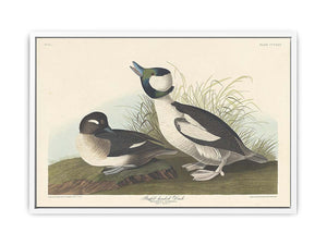 And Buffel-Headed Duck