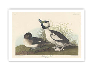 And Buffel-Headed Duck