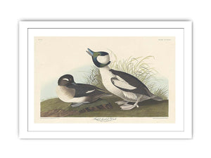 And Buffel-Headed Duck