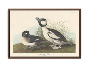 And Buffel-Headed Duck