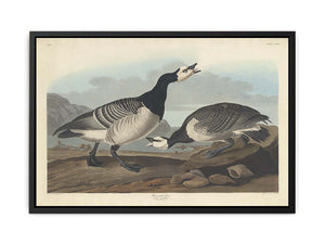 Barnacle Goose (Plate Ccxcvi)
