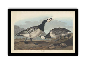 Barnacle Goose (Plate Ccxcvi)