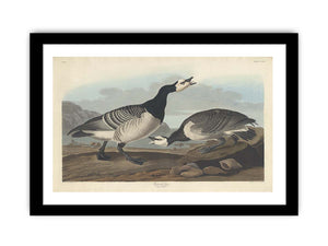 Barnacle Goose (Plate Ccxcvi)