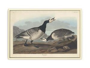 Barnacle Goose (Plate Ccxcvi)