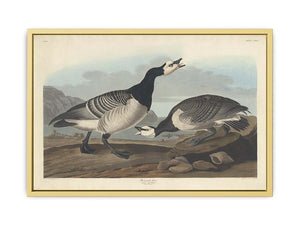 Barnacle Goose (Plate Ccxcvi)