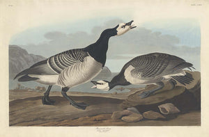 Barnacle Goose (Plate Ccxcvi)