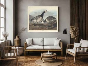 Barnacle Goose (Plate Ccxcvi)