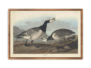 Barnacle Goose (Plate Ccxcvi)