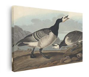 Barnacle Goose (Plate Ccxcvi)