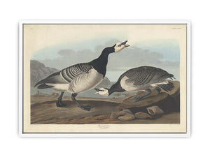 Barnacle Goose (Plate Ccxcvi)