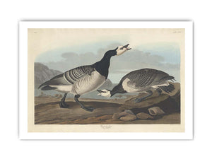 Barnacle Goose (Plate Ccxcvi)