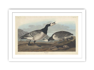 Barnacle Goose (Plate Ccxcvi)