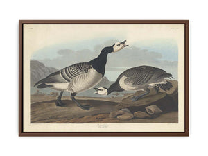 Barnacle Goose (Plate Ccxcvi)
