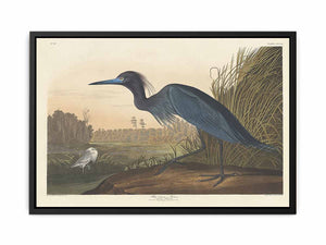 Blue Crane Or Heron (Plate 307)