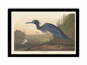 Blue Crane Or Heron (Plate 307)