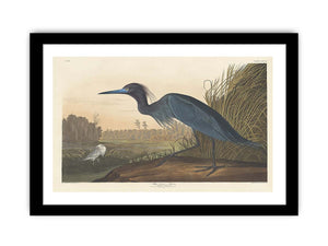 Blue Crane Or Heron (Plate 307)