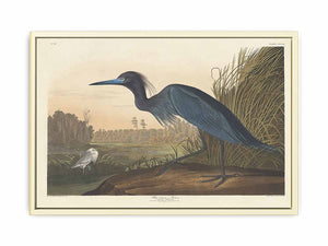 Blue Crane Or Heron (Plate 307)