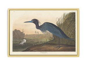Blue Crane Or Heron (Plate 307)