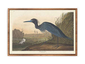 Blue Crane Or Heron (Plate 307)