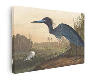 Blue Crane Or Heron (Plate 307)