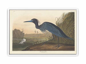 Blue Crane Or Heron (Plate 307)