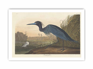 Blue Crane Or Heron (Plate 307)
