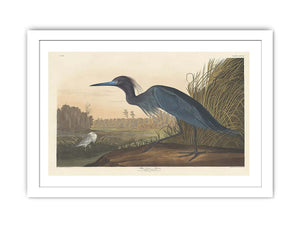Blue Crane Or Heron (Plate 307)