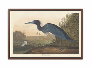 Blue Crane Or Heron (Plate 307)