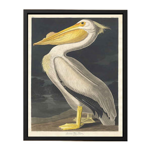 American White Pelican (Plate 311)