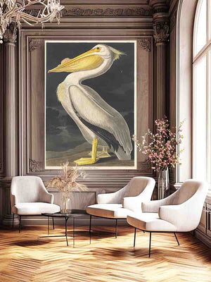American White Pelican (Plate 311)