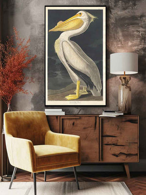 American White Pelican (Plate 311)