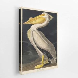 American White Pelican (Plate 311)