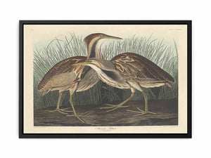 American Bittern