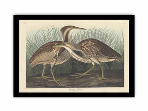 American Bittern