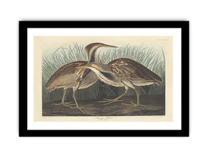 American Bittern