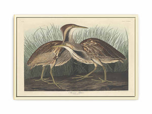 American Bittern