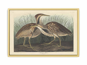 American Bittern