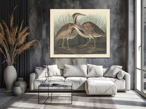 American Bittern