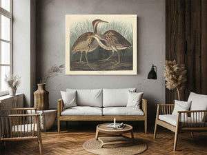 American Bittern