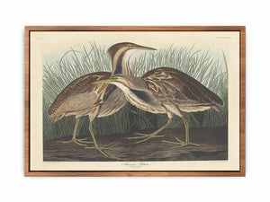 American Bittern