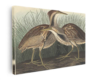 American Bittern