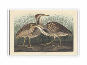 American Bittern