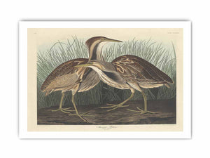 American Bittern