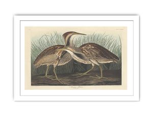 American Bittern